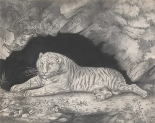 Een tijger liggend in de ingang van een grot